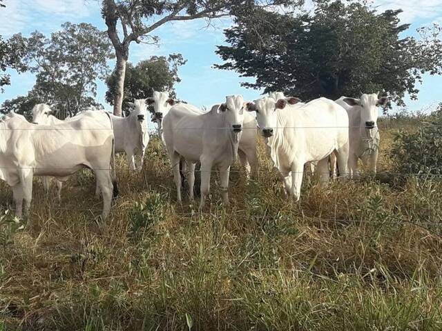 #33 - Chácara para Venda em Formoso - MG - 2