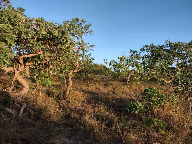 #54 - Fazenda para Venda em Arinos - MG - 3